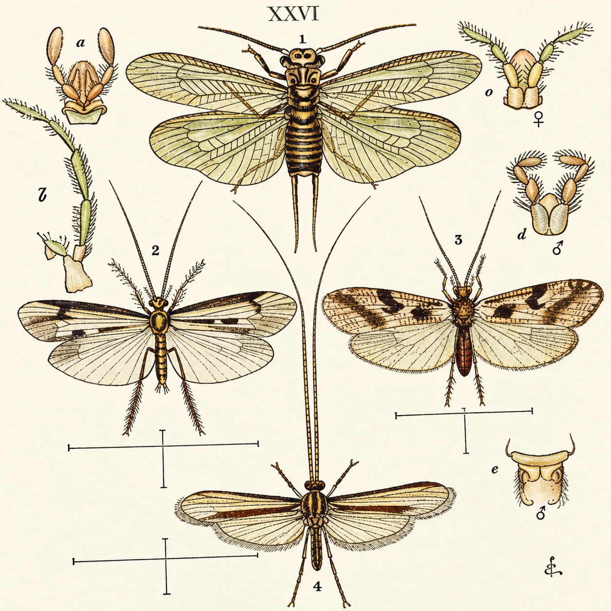 1. Perla marginata. 2 Liinnephilua Labium of ditto, 1. Perla marginata. 2 Liinnephilua ochraoeuB o. LimnepMlus, labium. b. Limnephilus, maxiua. abium, male. e. Anal appendages or clasper, male. ochraoeuB o. LimnepMlus, labium. b. Limn female. d. Labium, male. e. Anal appendages or clasper, male.