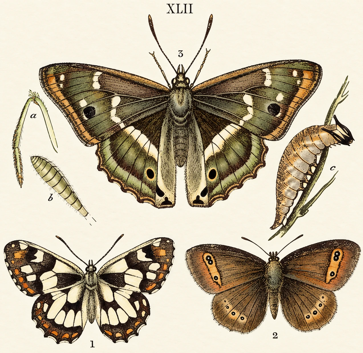 Illustration