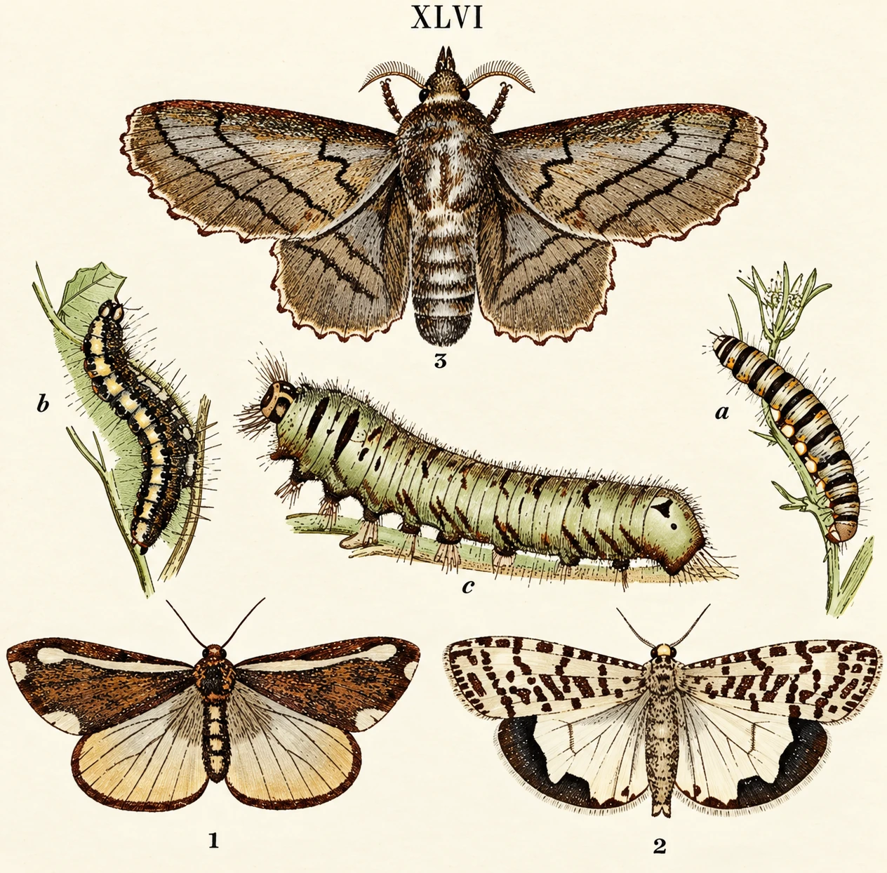 Illustration