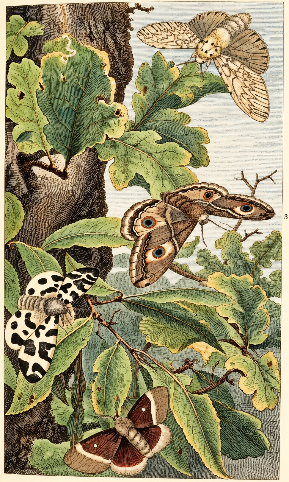 Illustration