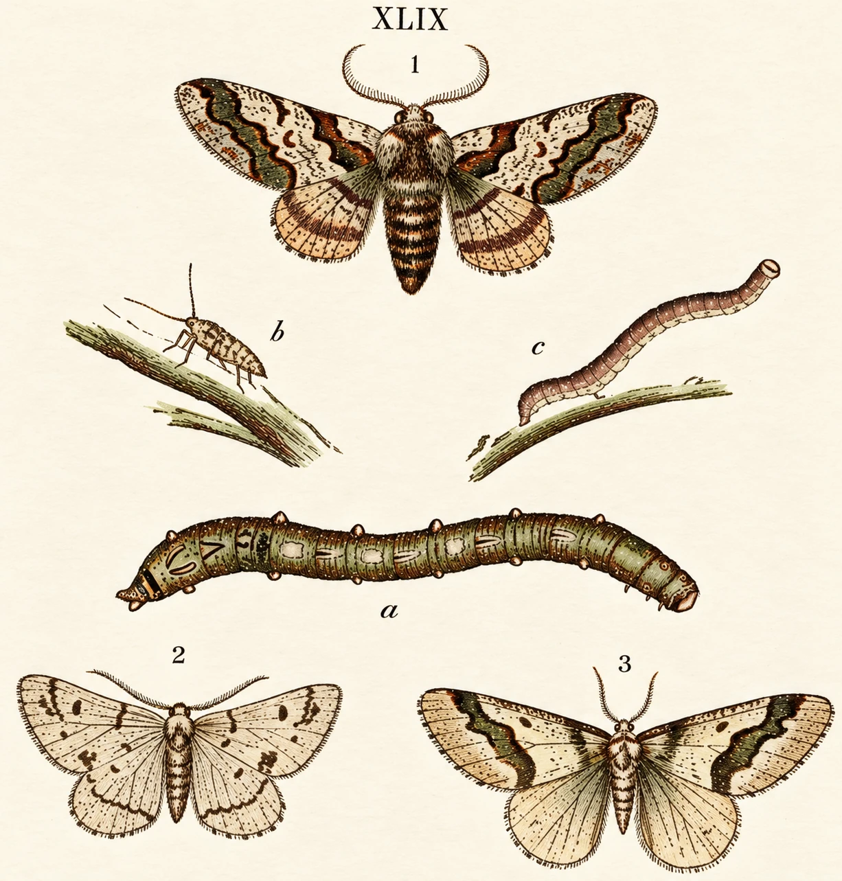 Illustration