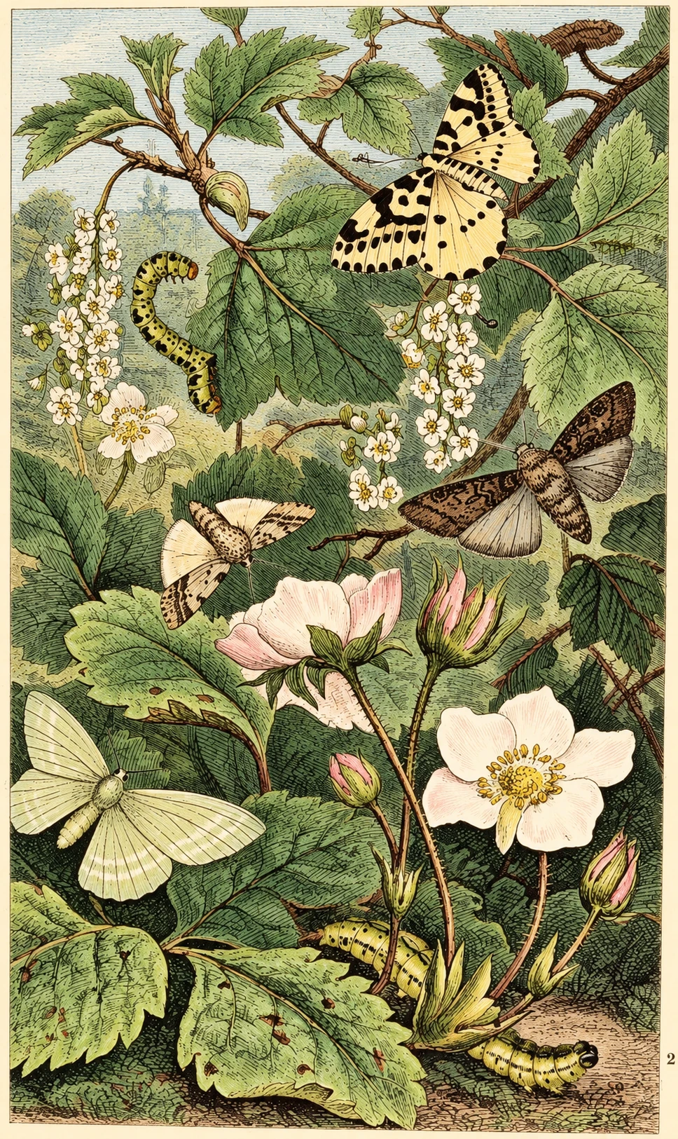 Illustration