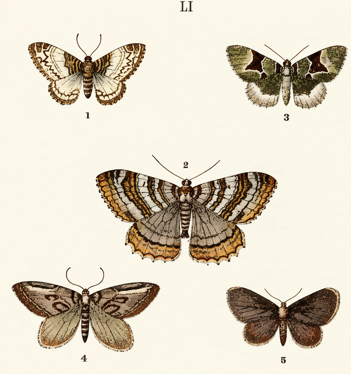 Illustration