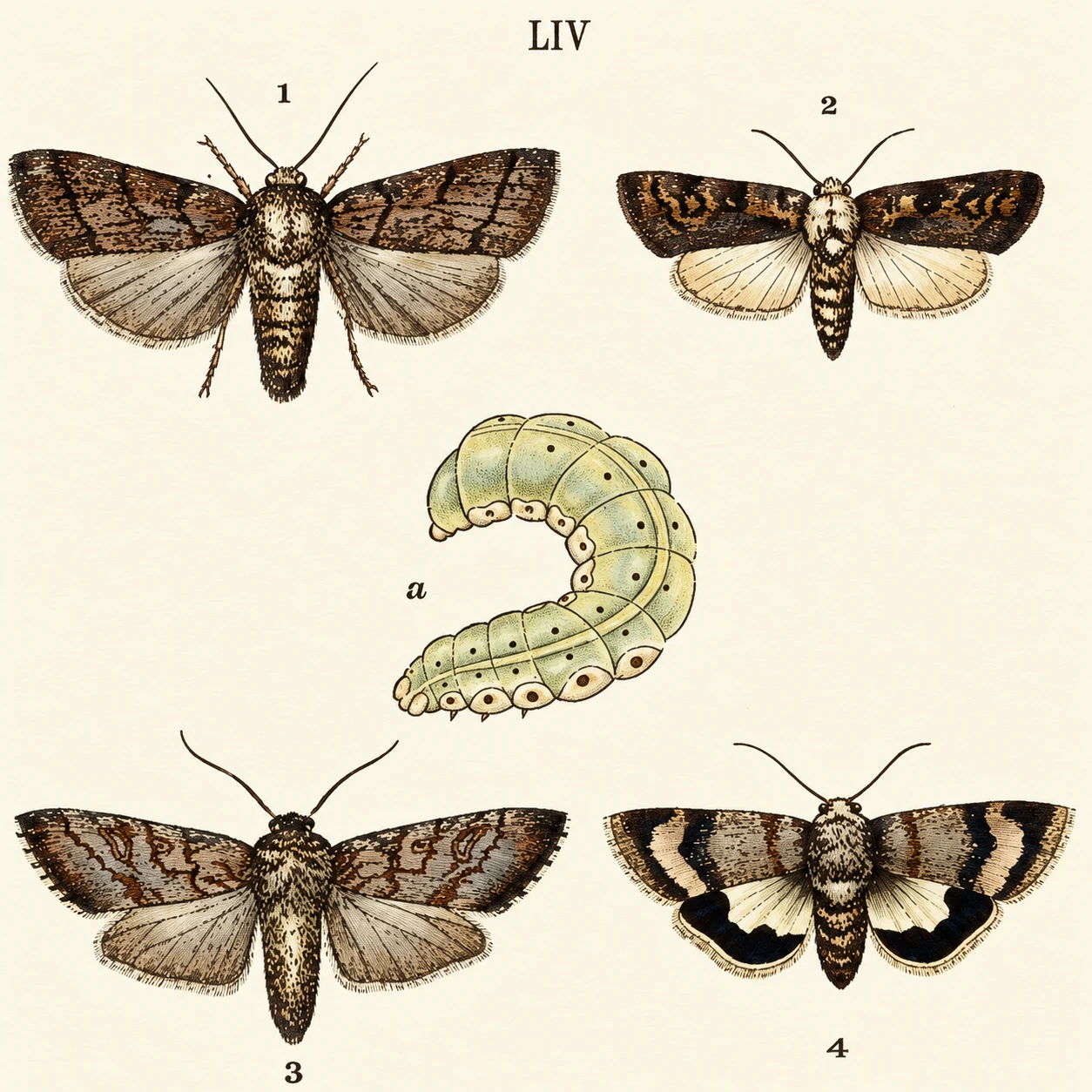 Illustration