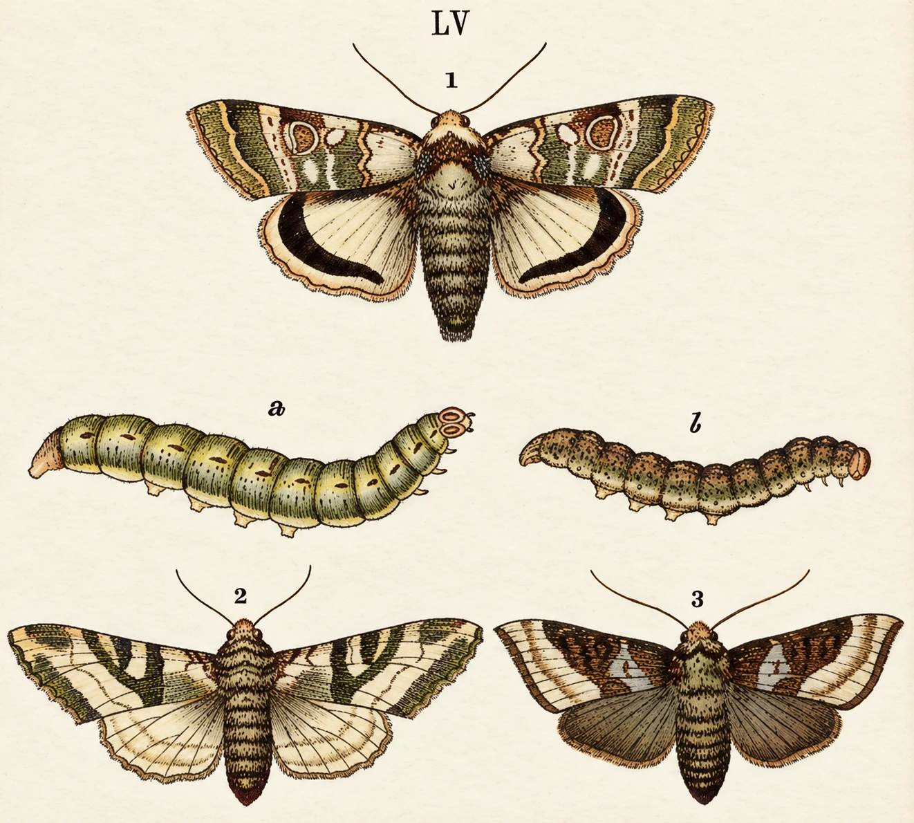 Illustration