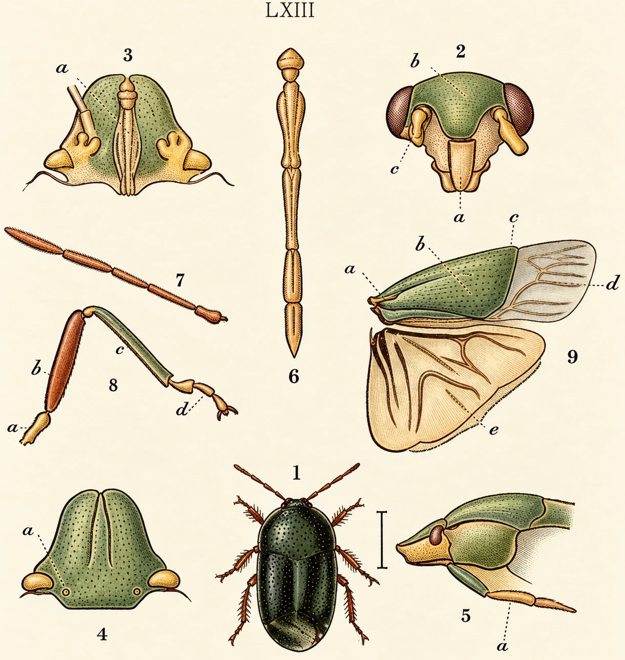 Illustration