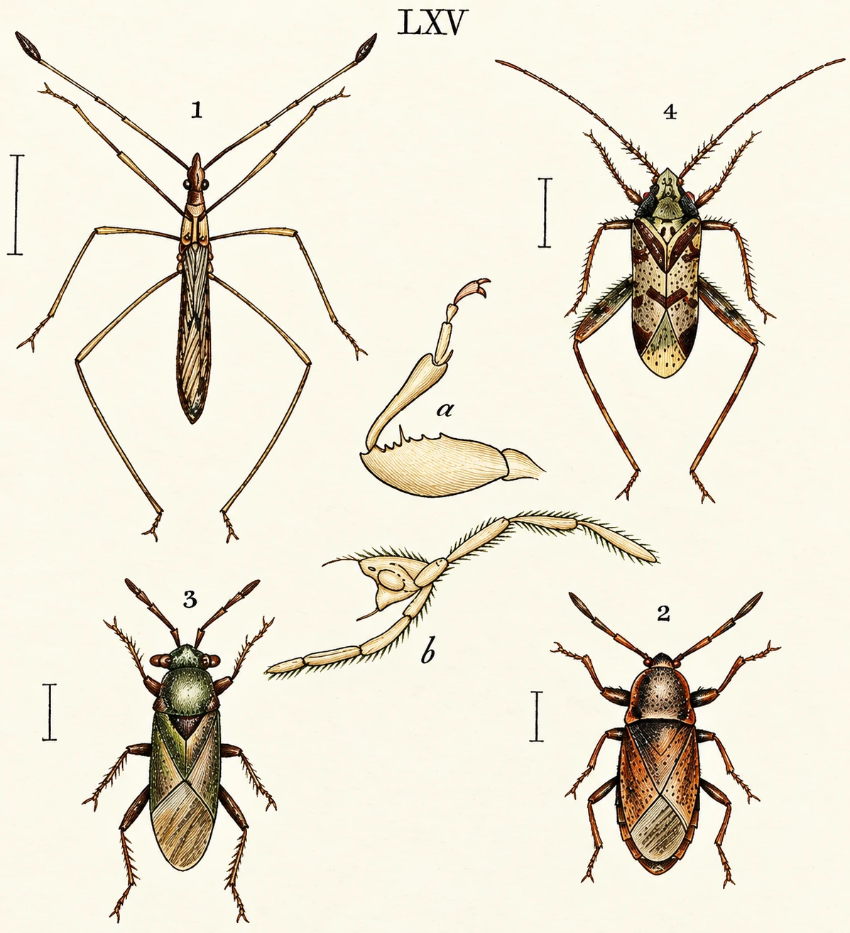 Illustration