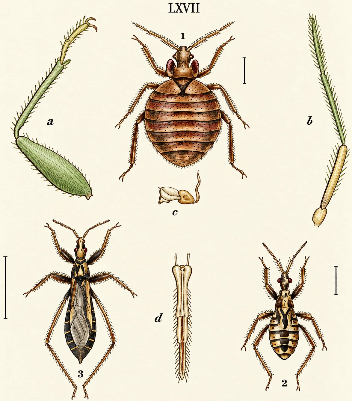 Illustration