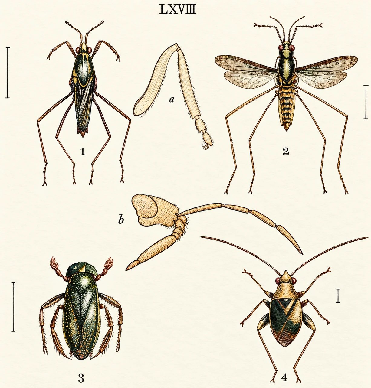 Illustration