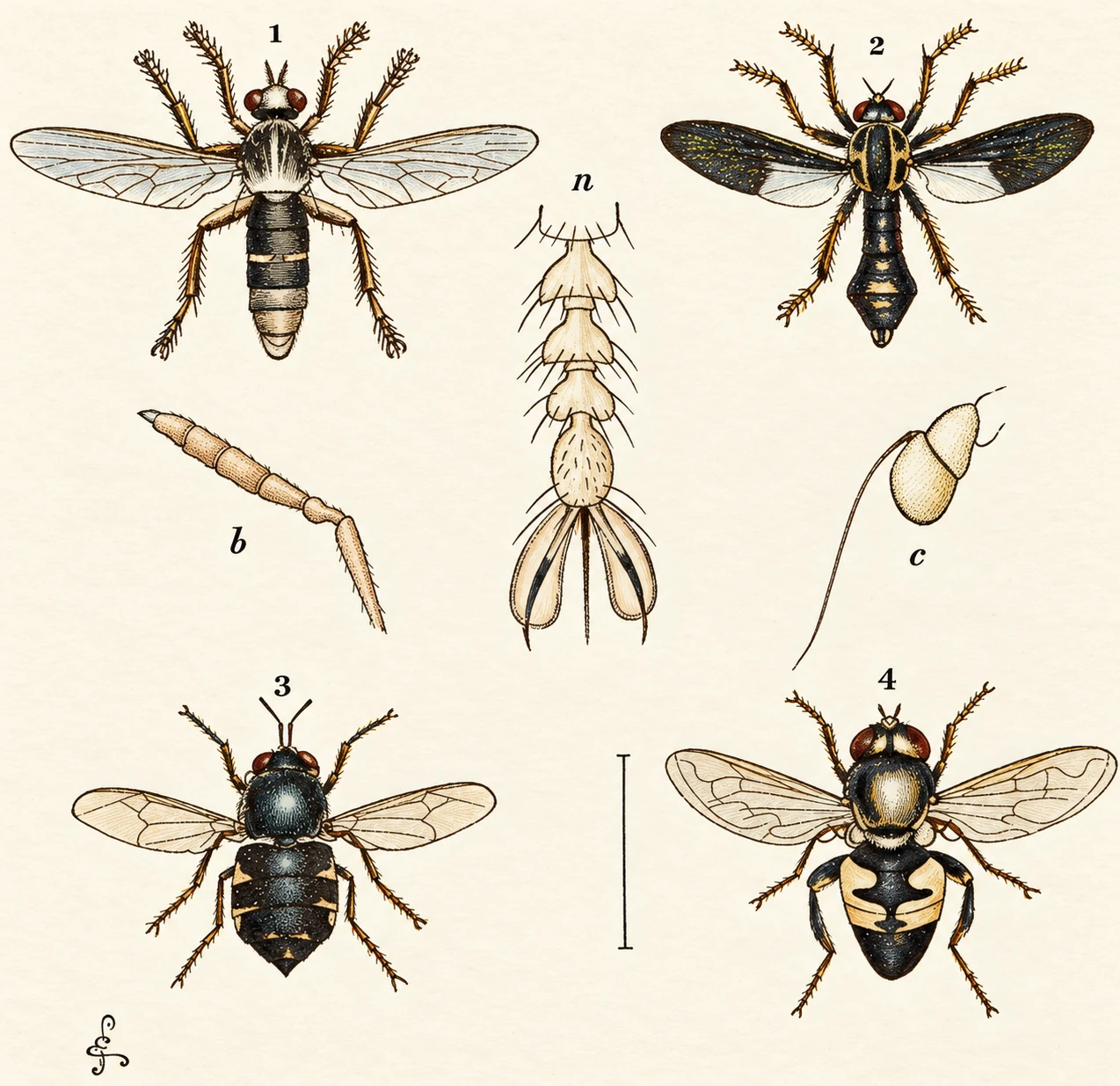 Illustration