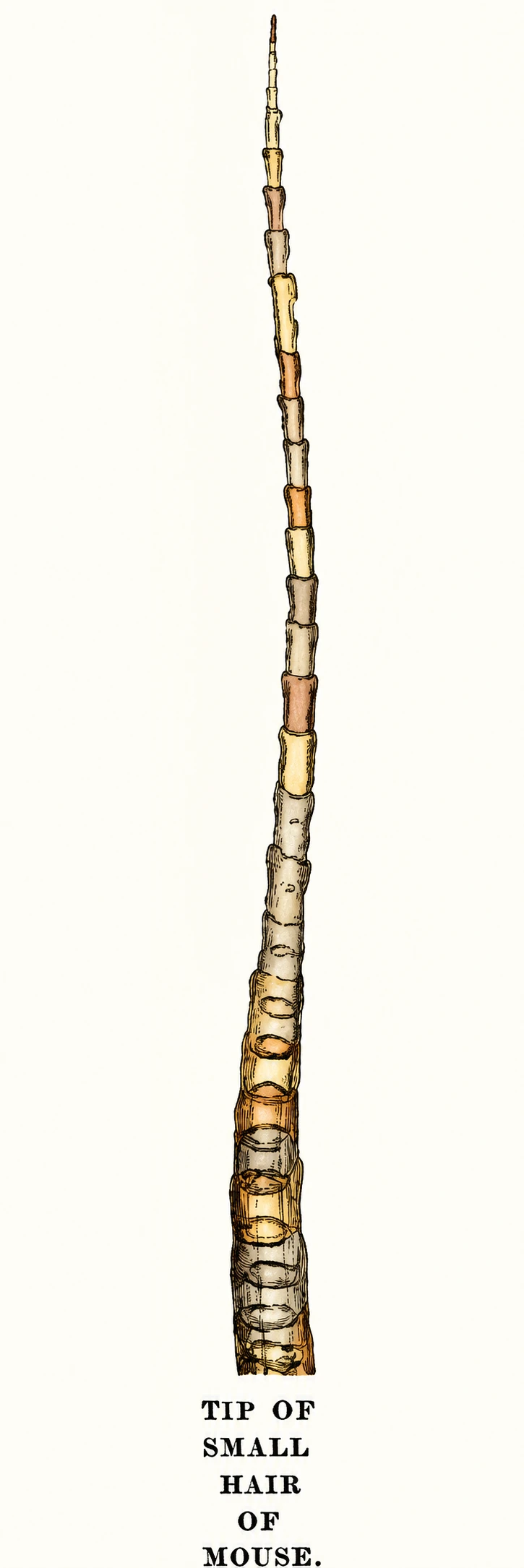 Diagram of a seed with internal details.