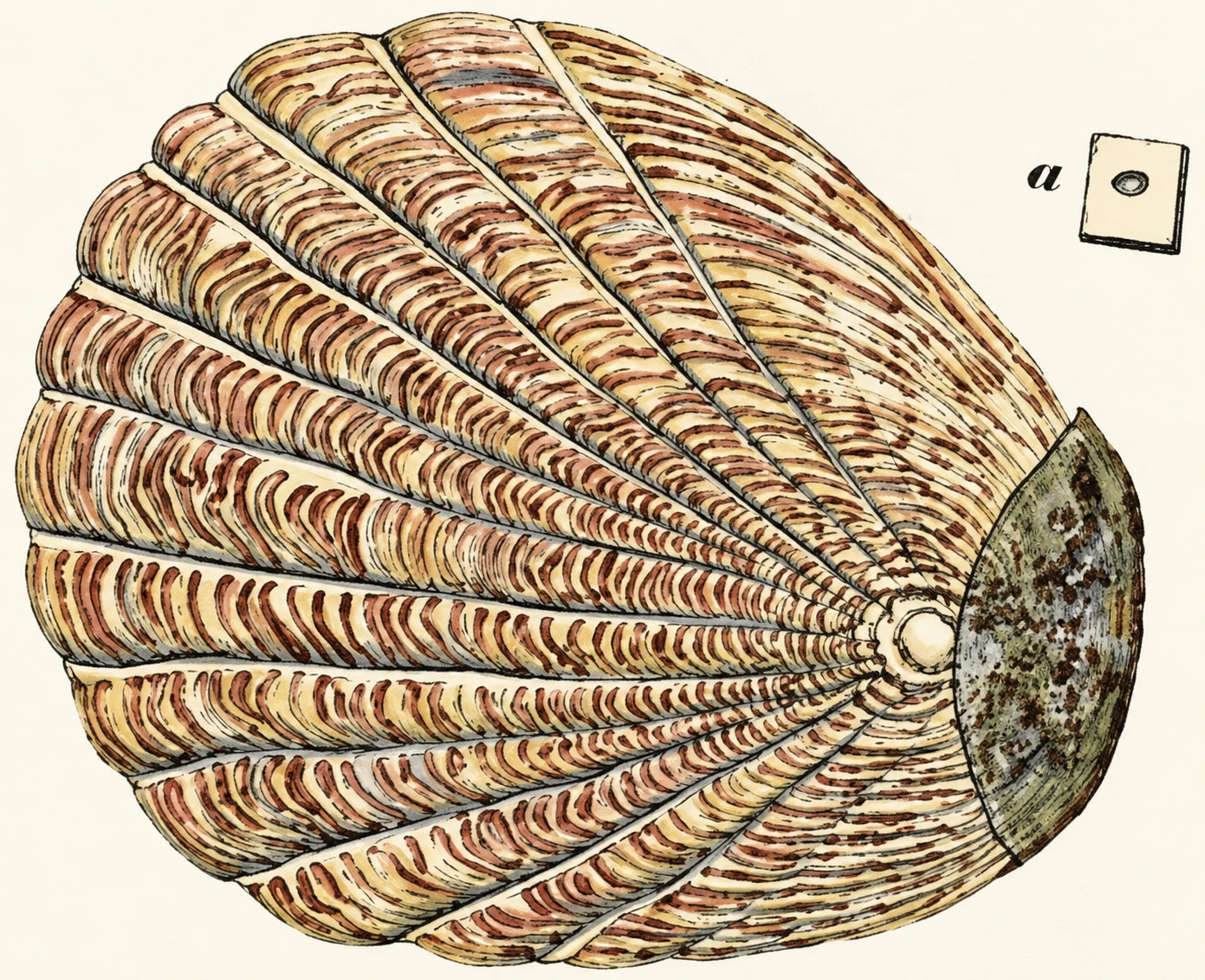 SCALE OF FLOUNDER. a. Natural size.
