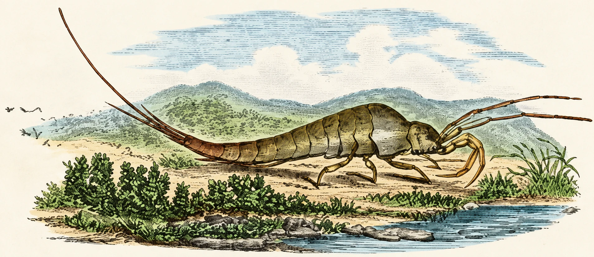 Illustration