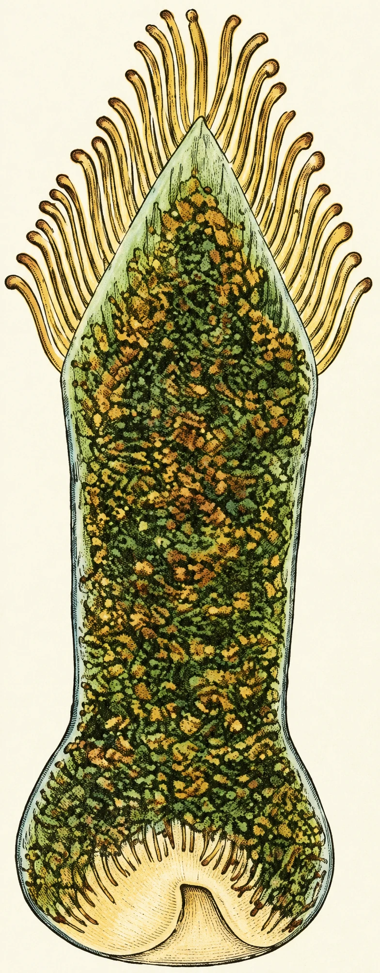 Illustration