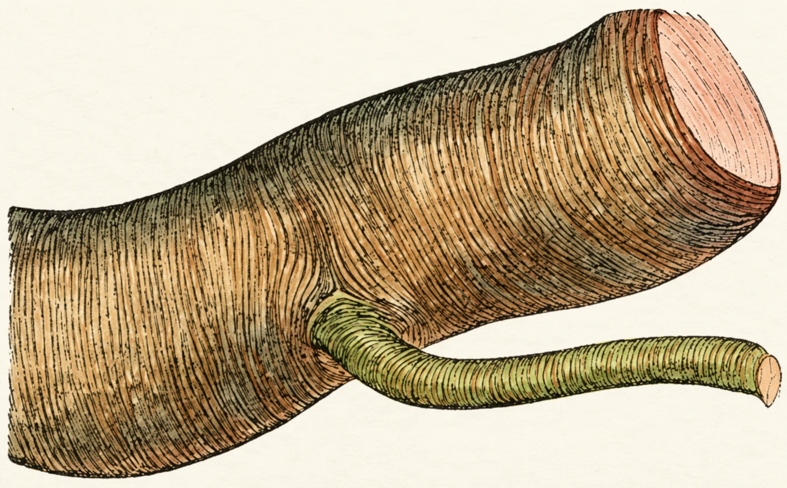 AIE-PIPE OF FLY.