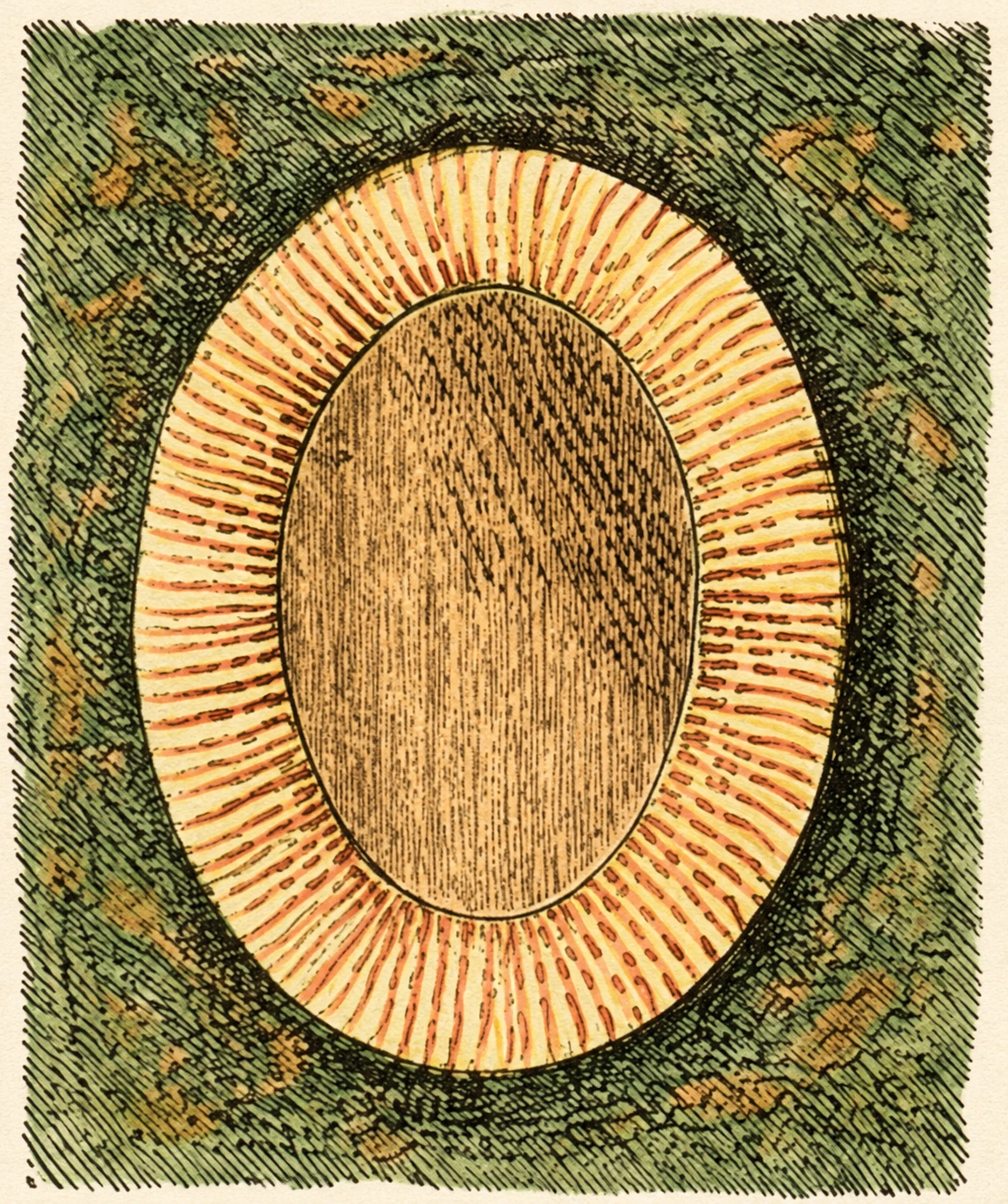 SPIRACLE OF LEATHEU-COAT.