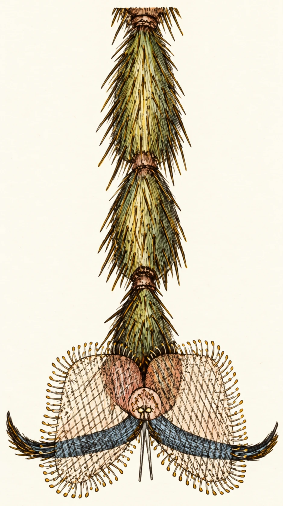 Illustration