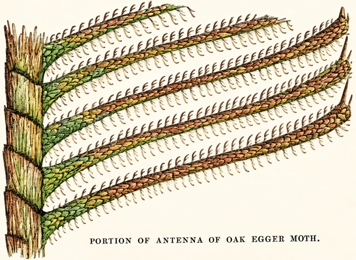Illustration