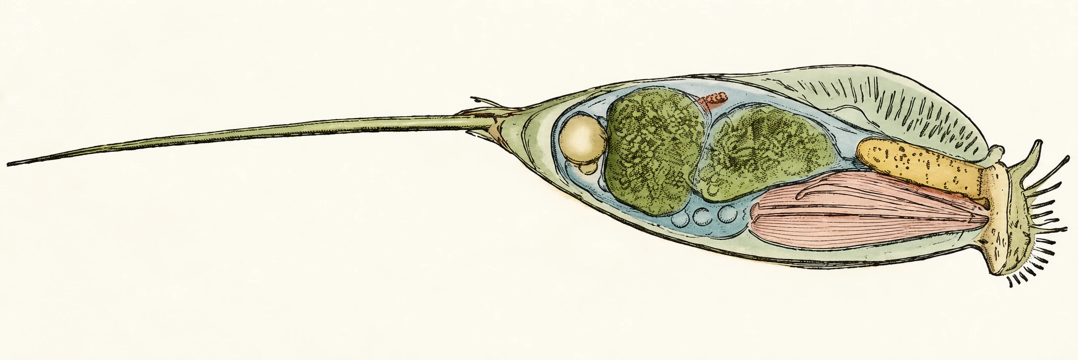 Illustration