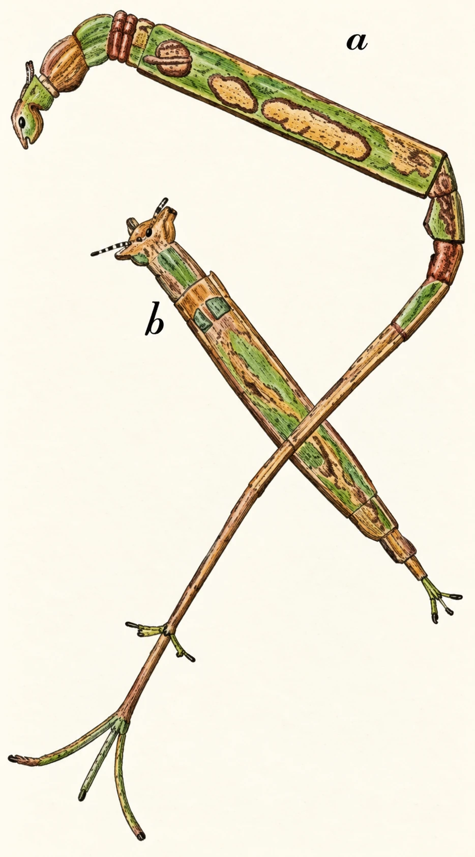Illustration
