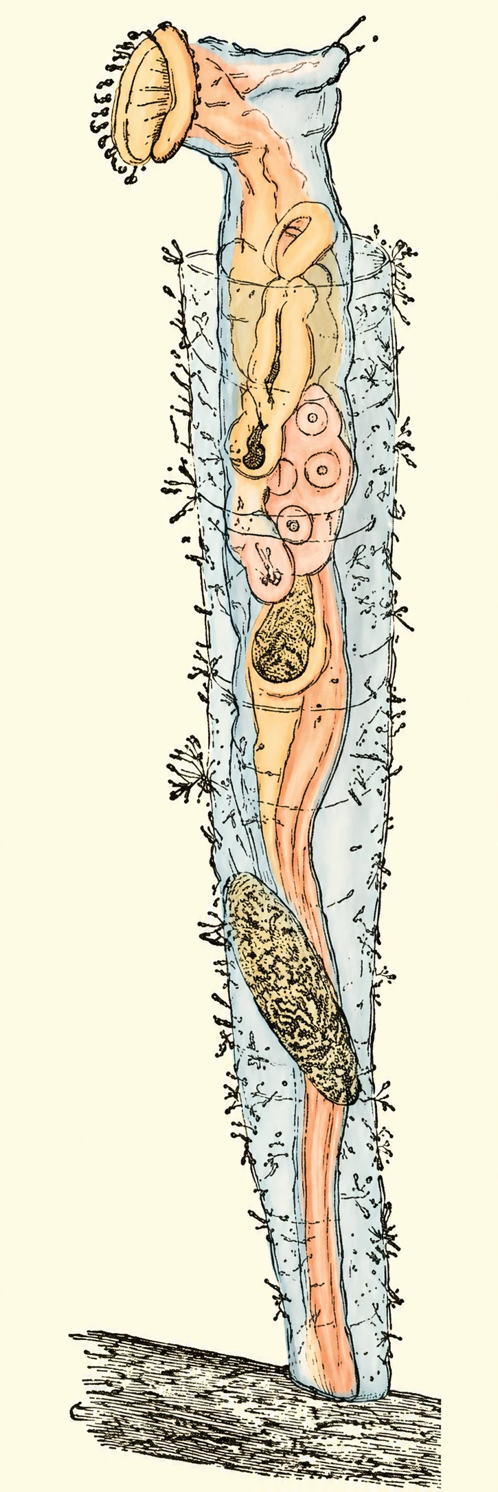 Illustration