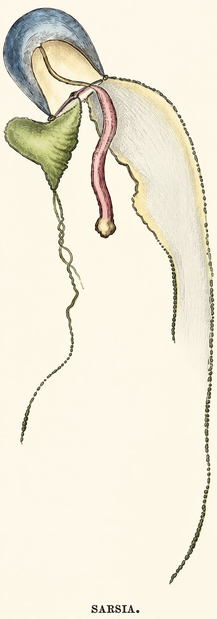Illustration