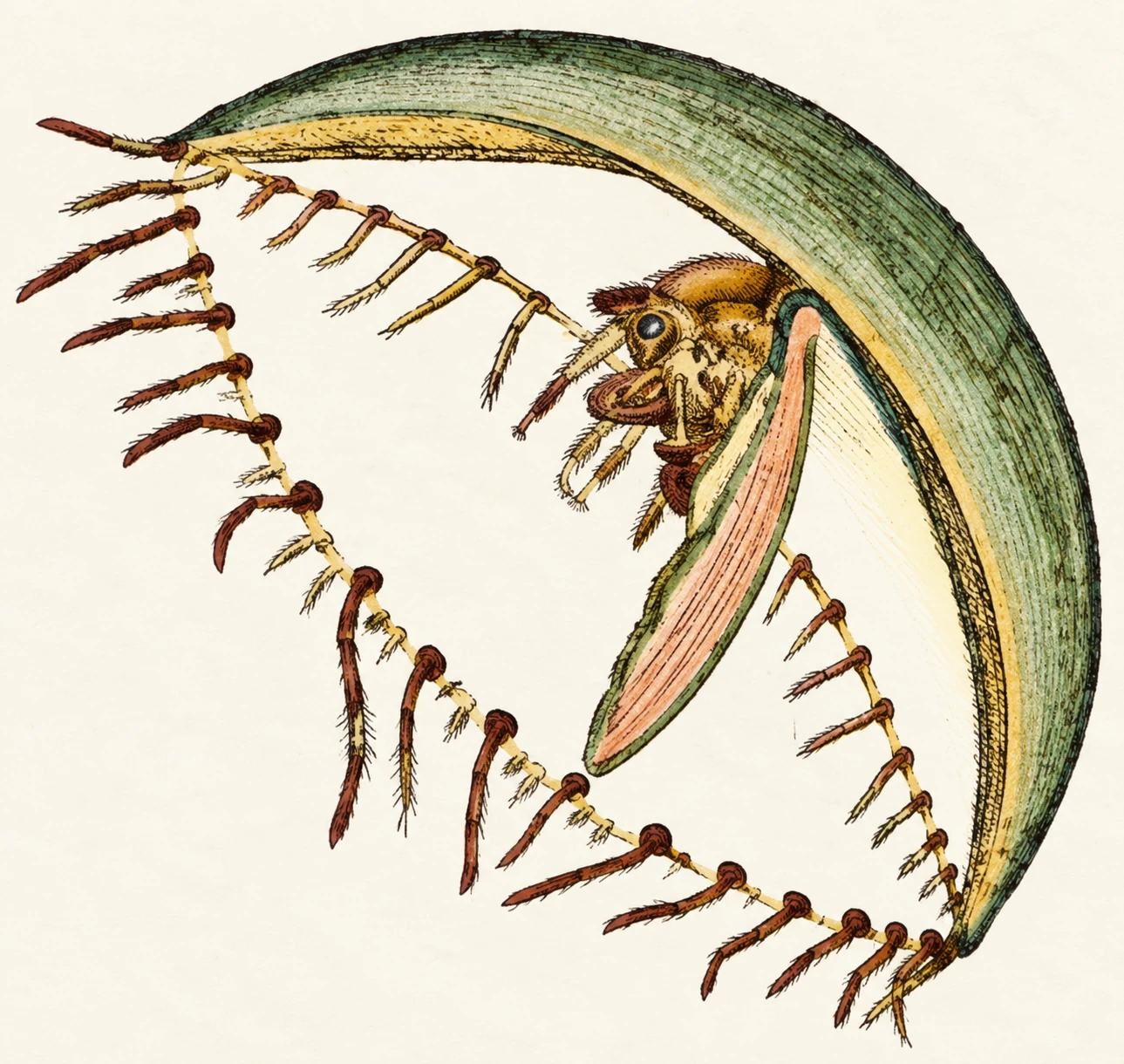 Illustration