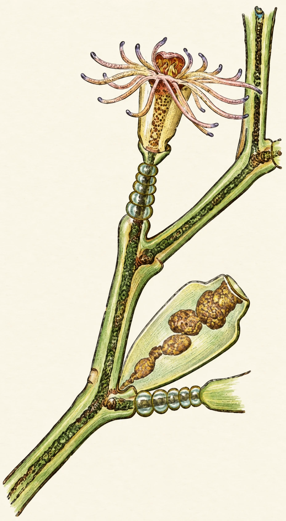 Illustration