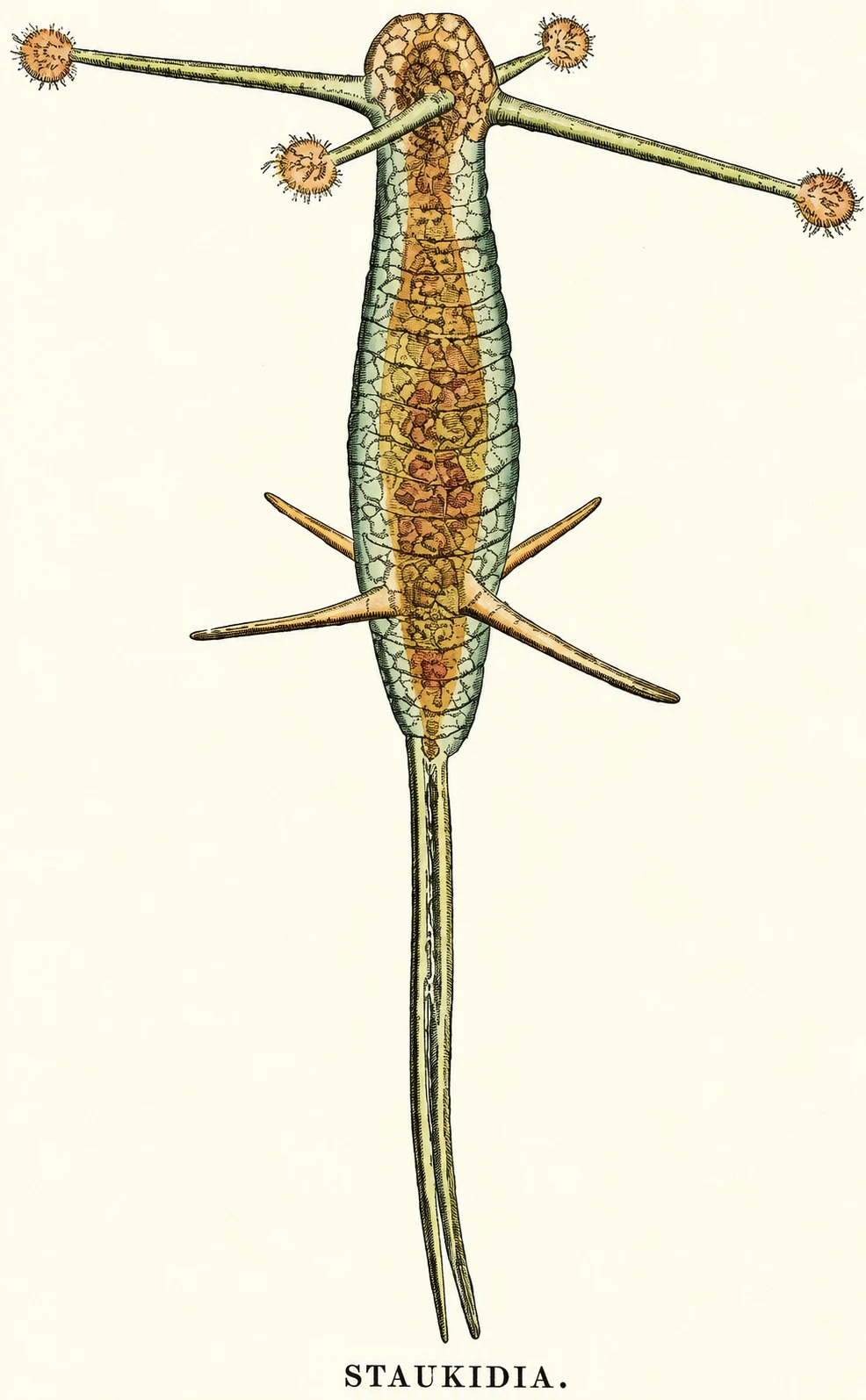 Illustration