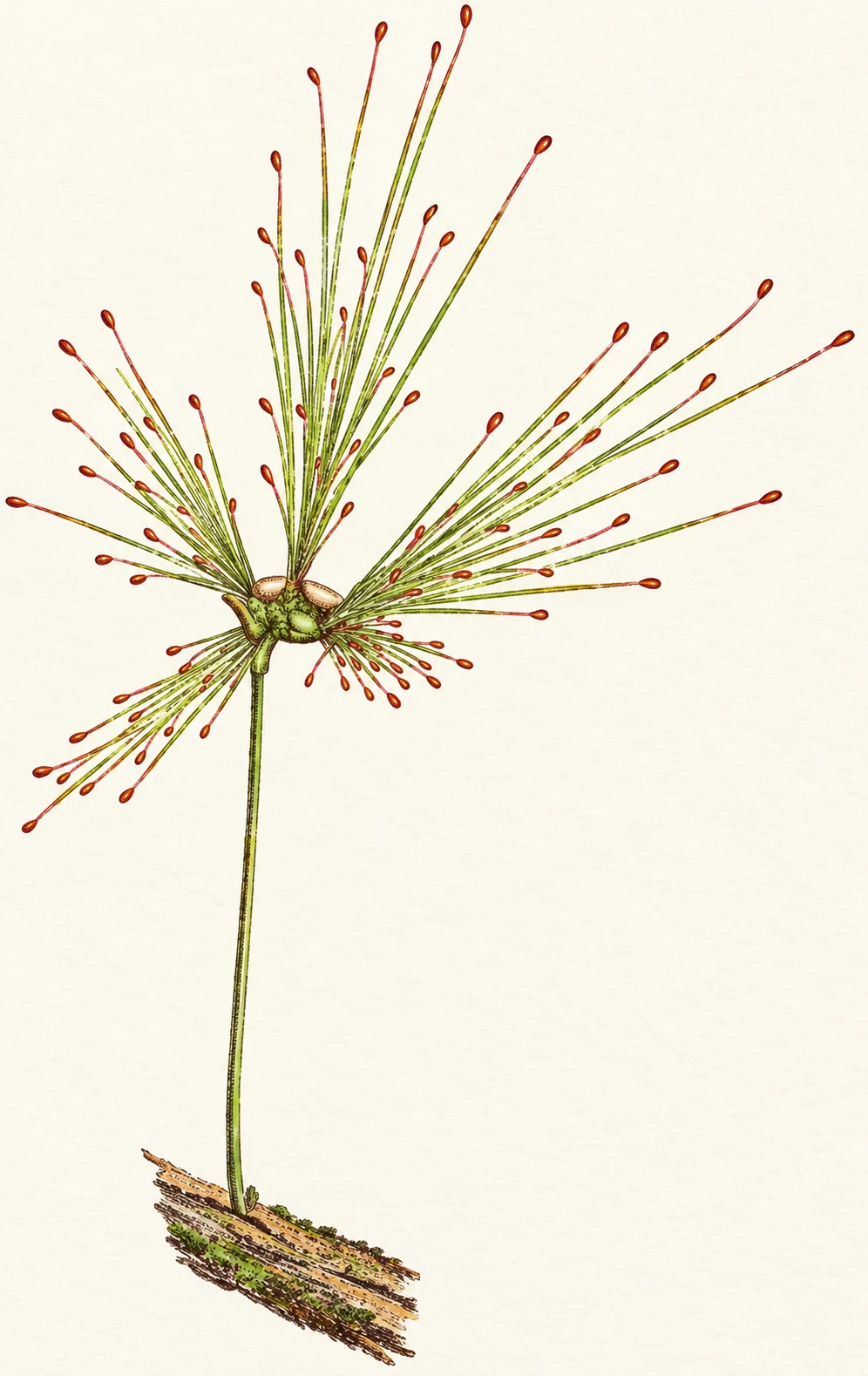 Illustration