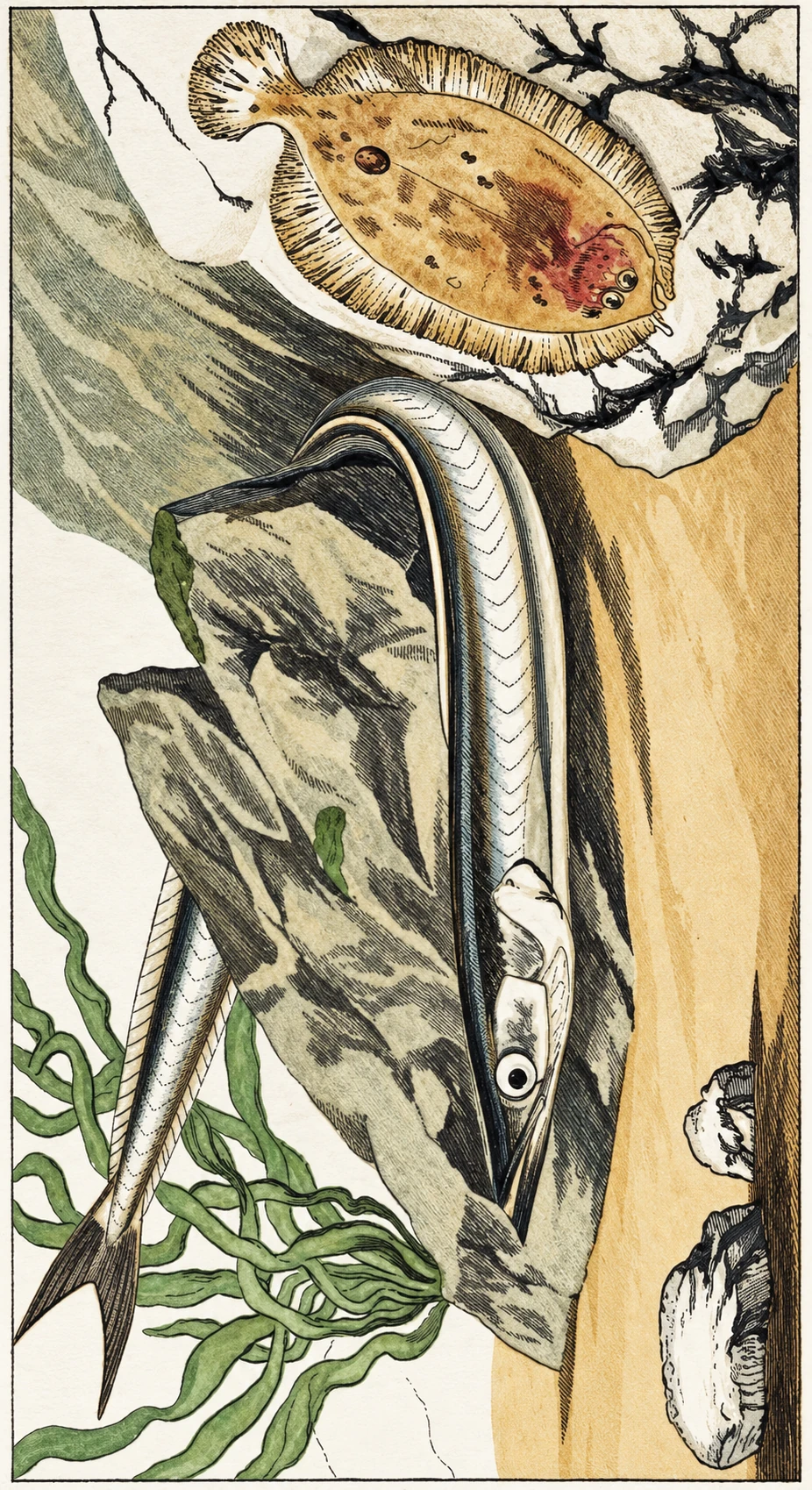 Plate 12