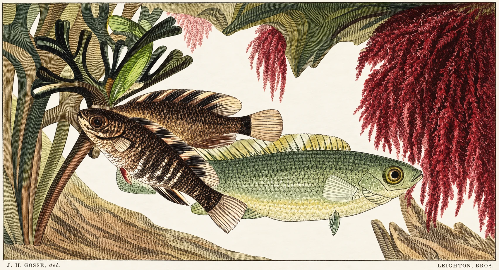 Natural history illustration of marine shells and creatures