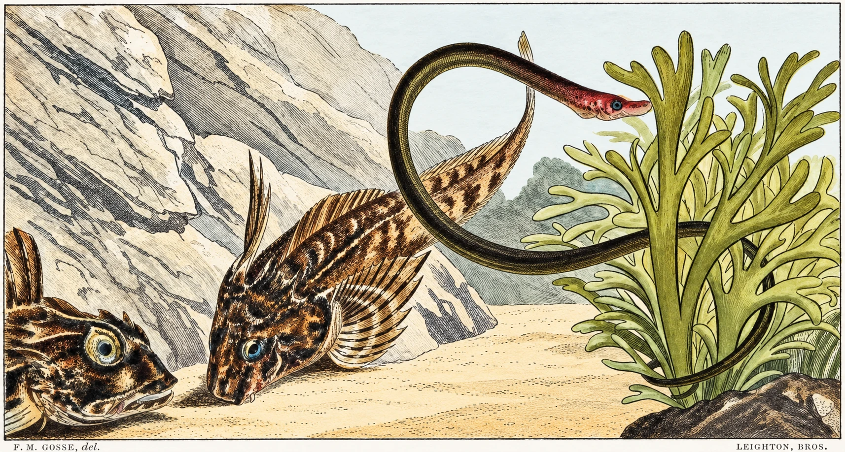 WORM-PIPEFISH.