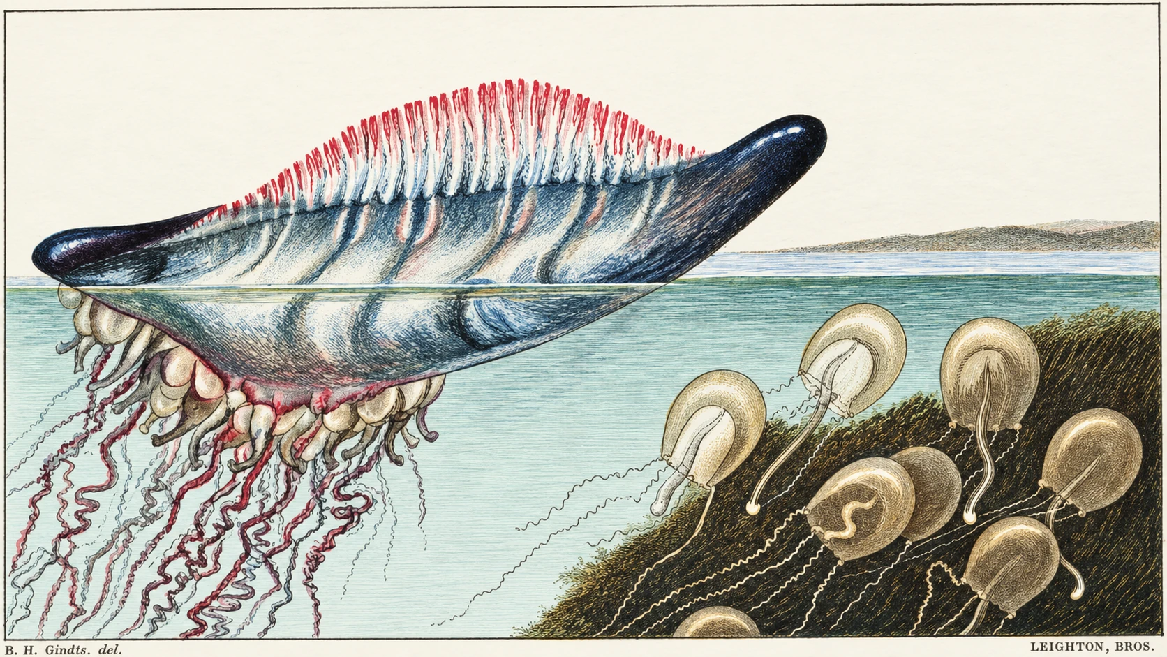 Engraving of shells and marine life