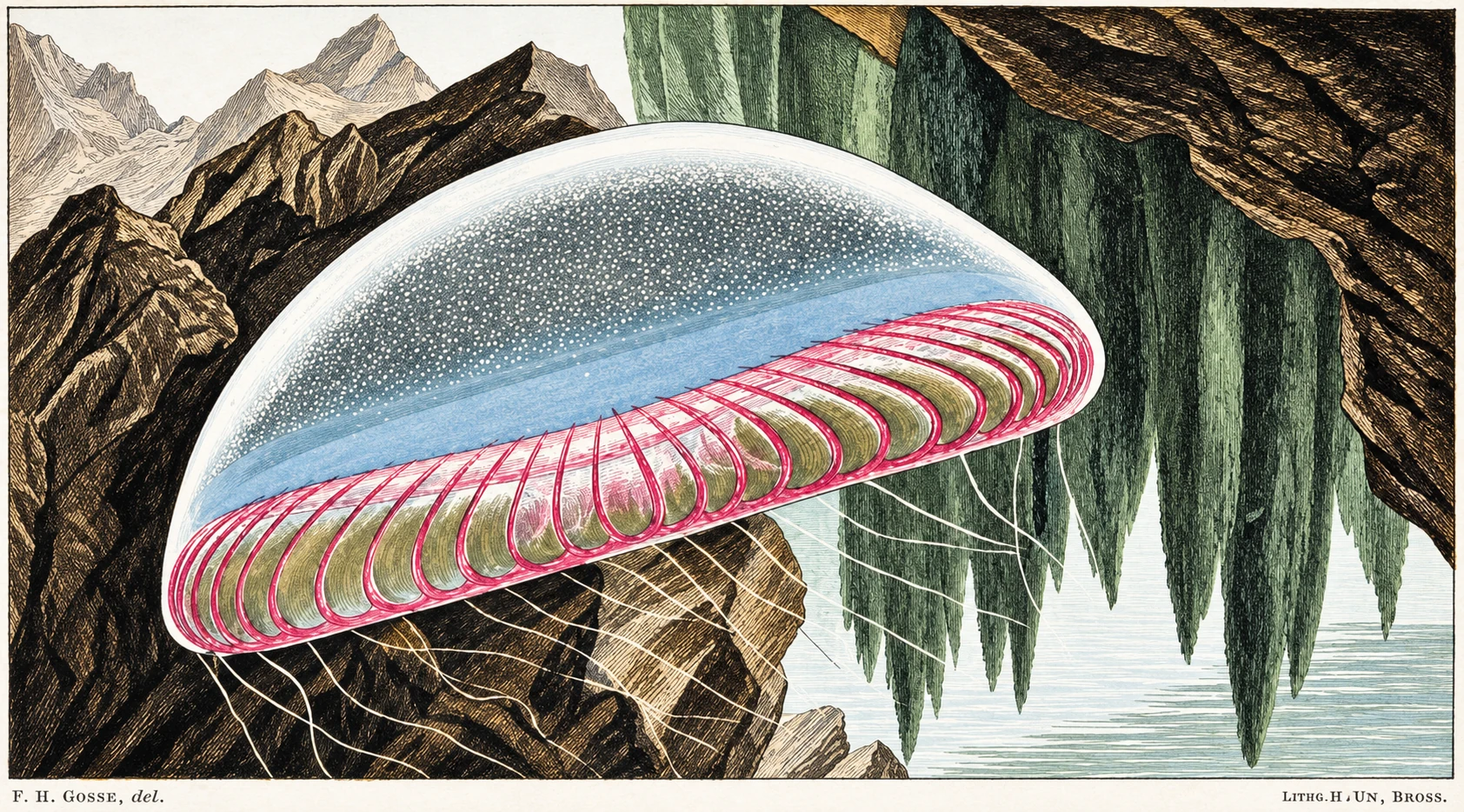 Scientific illustration of a mollusk