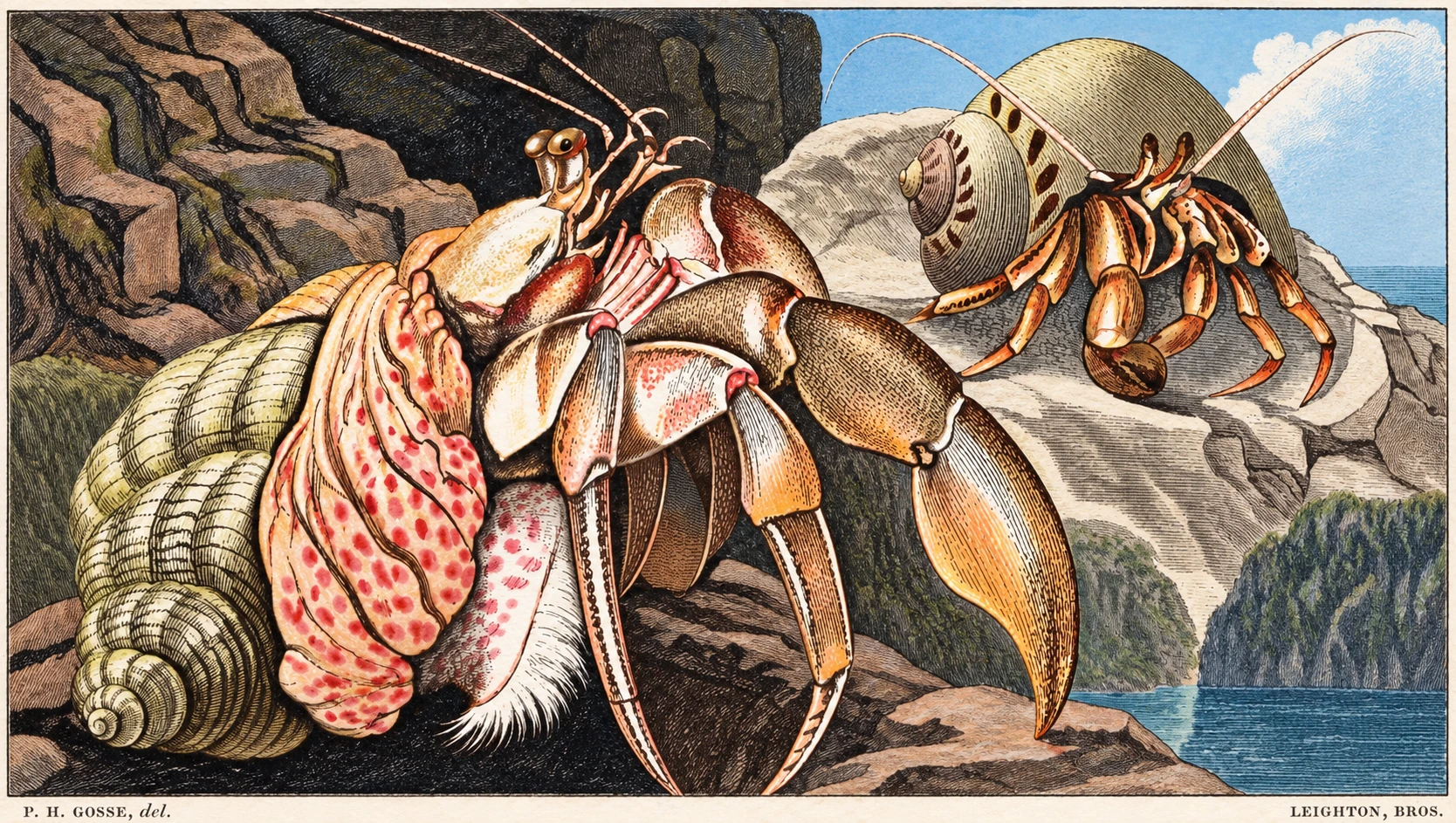 Scientific illustration of a shell or marine organism