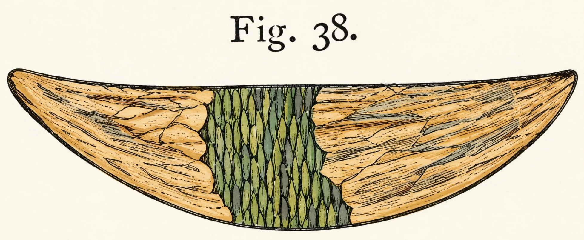 Illustration