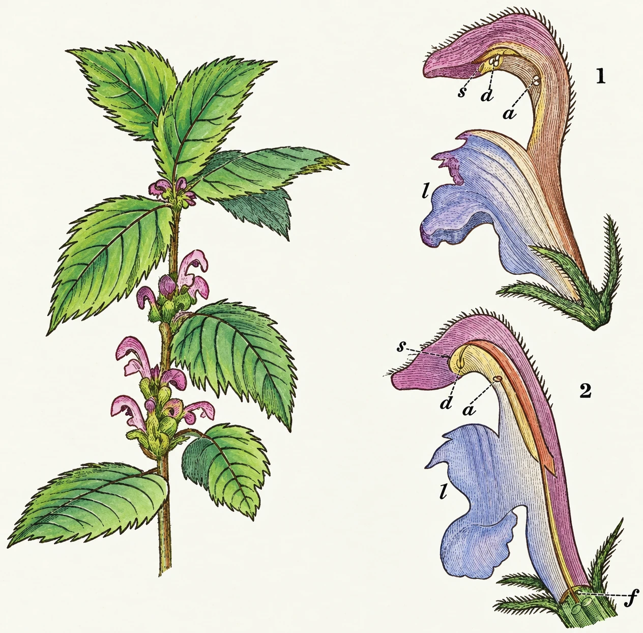 Illustration