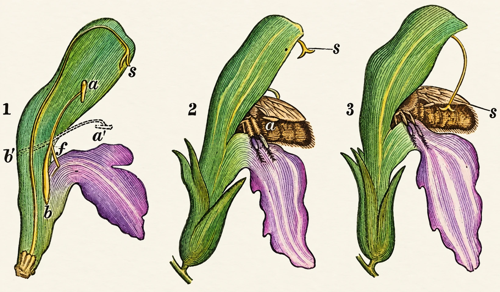 Illustration