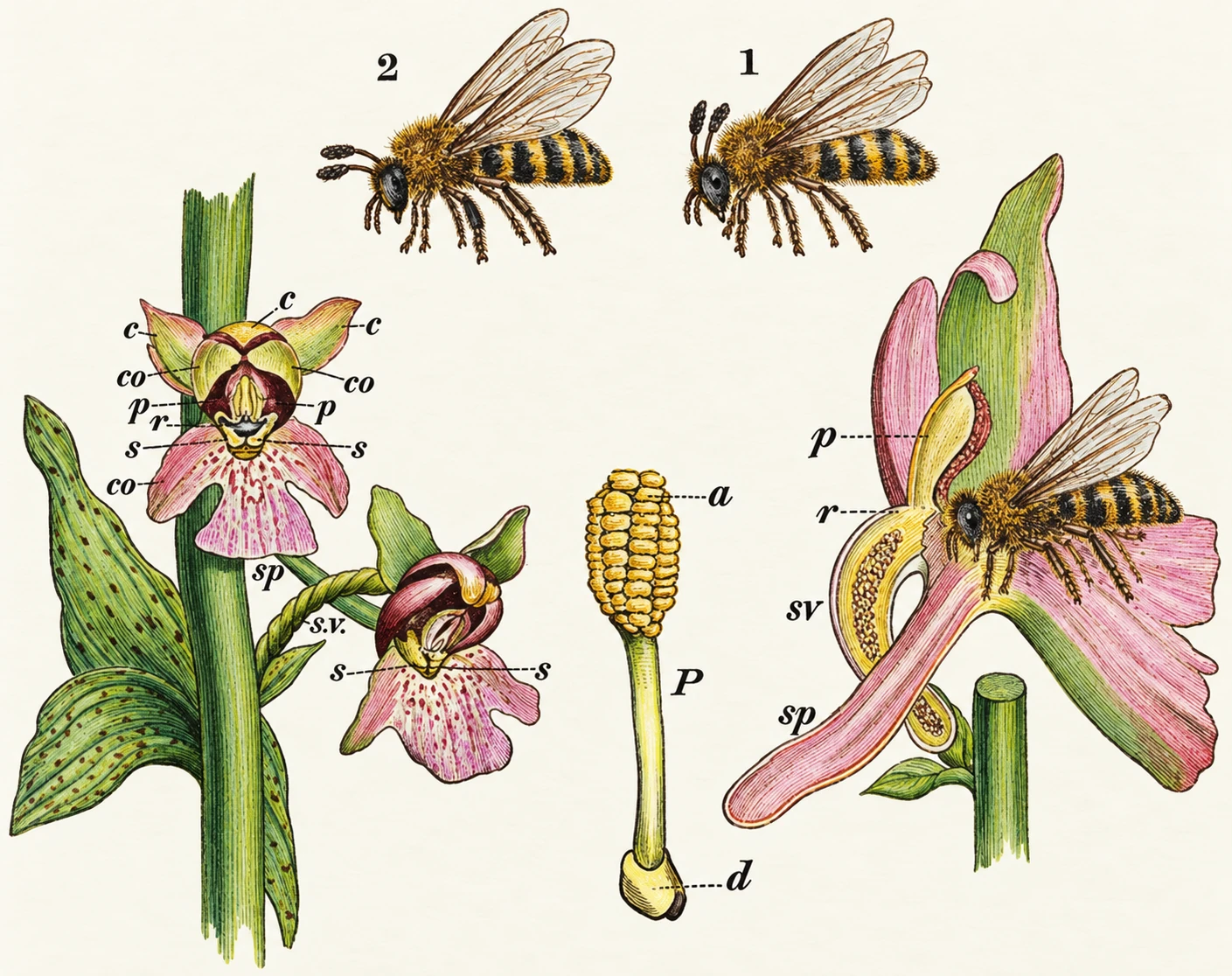 Illustration