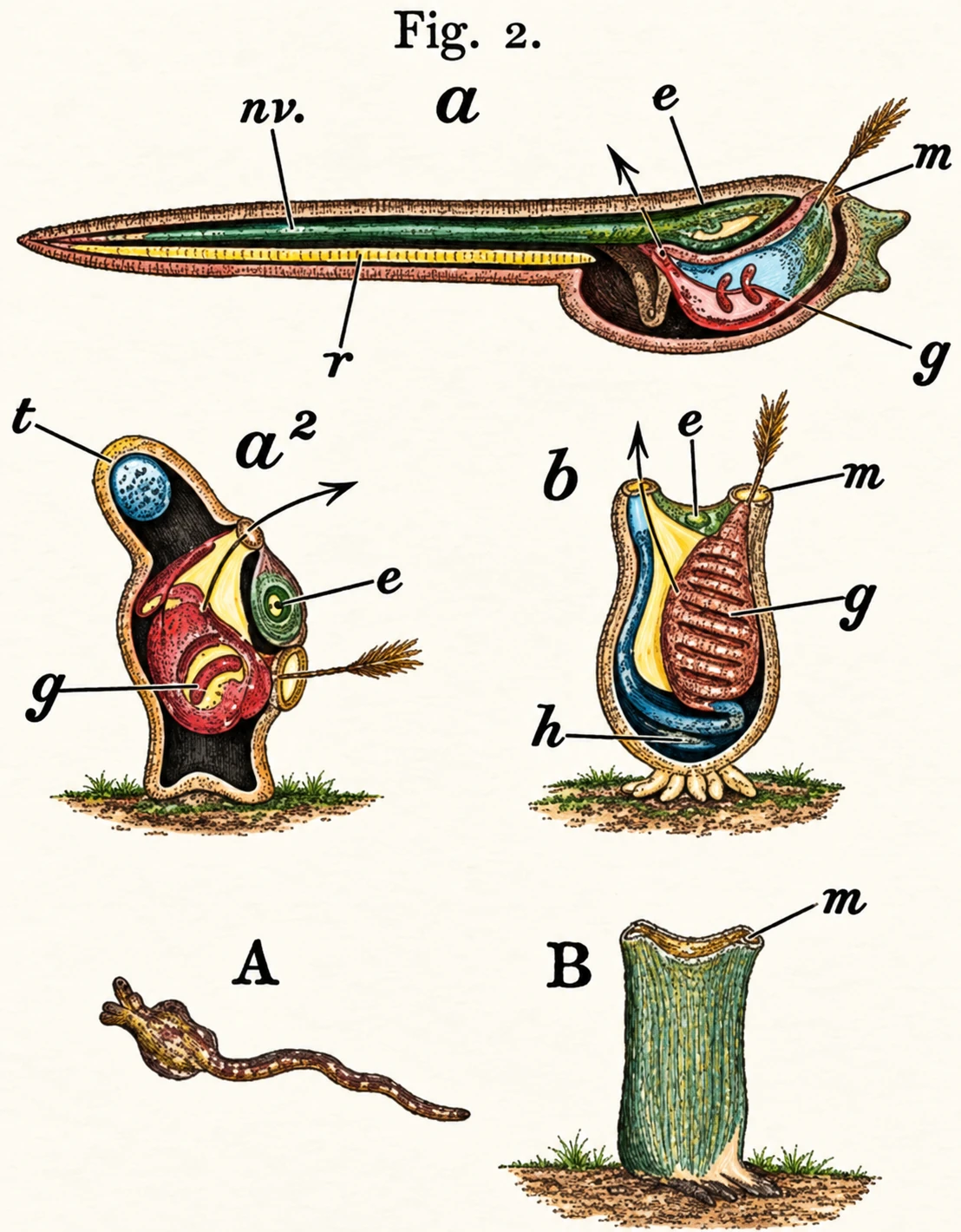Illustration