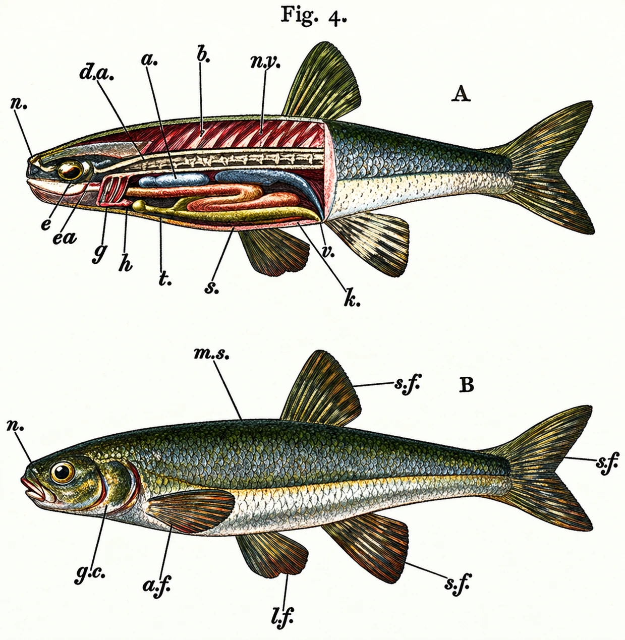 Illustration