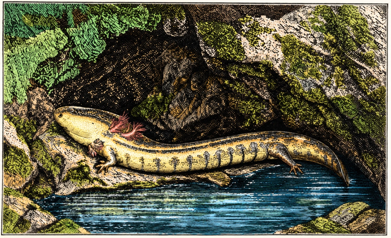 Proteus of the Carniola caverns, with its external breathing gills. (Adaptedfrom Brehiii.)