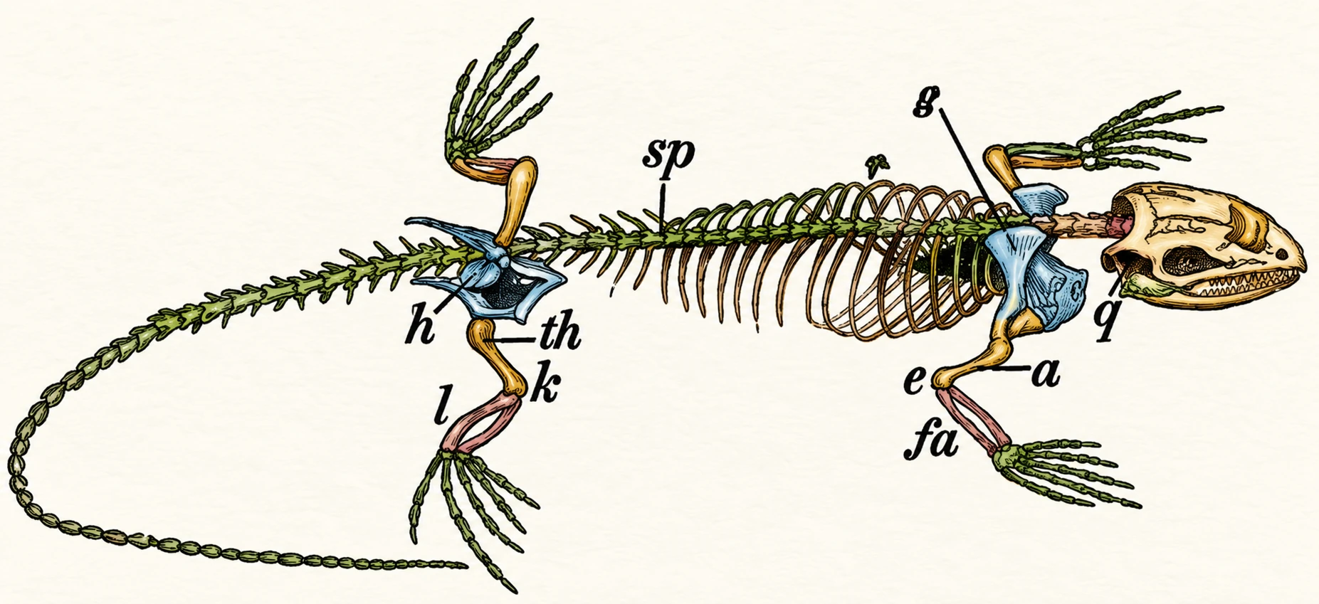 Skeleton of a Lizard,