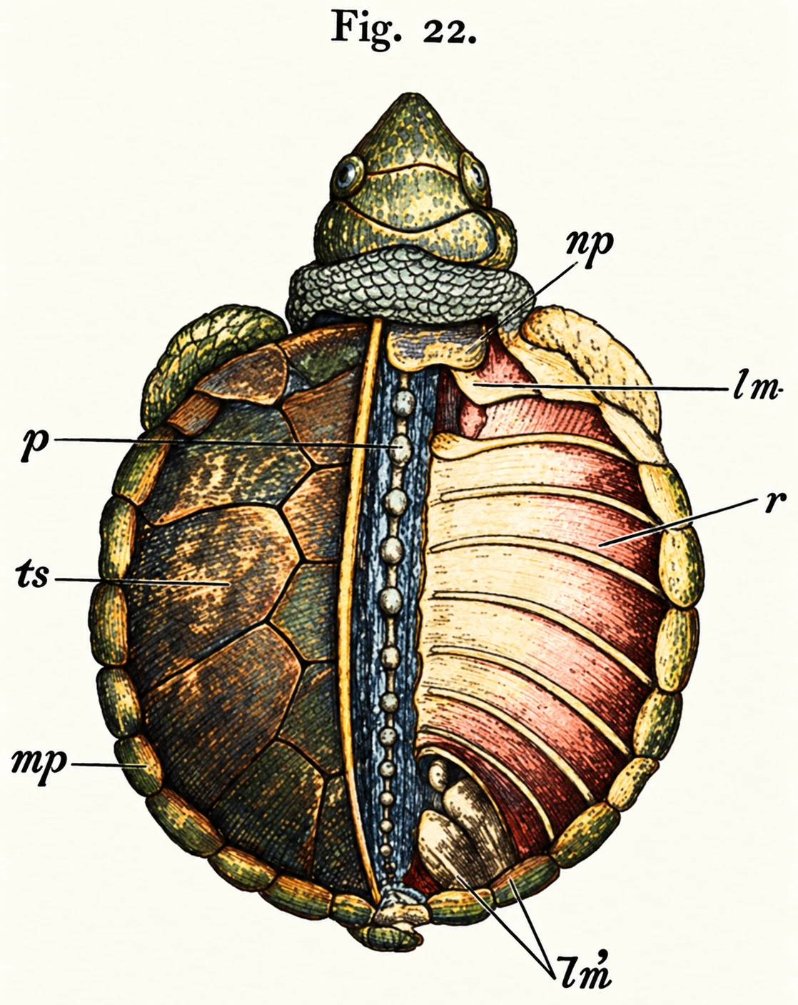 Back of a Young Tortoise. {From Rathh.)