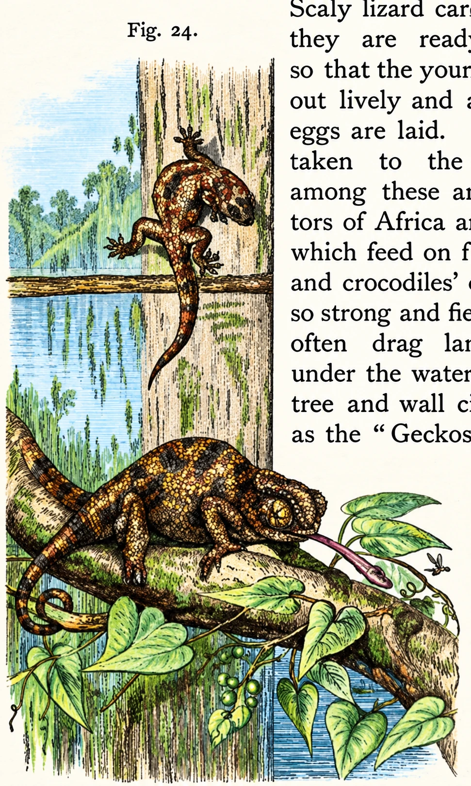 Gecko and Chamseleon.