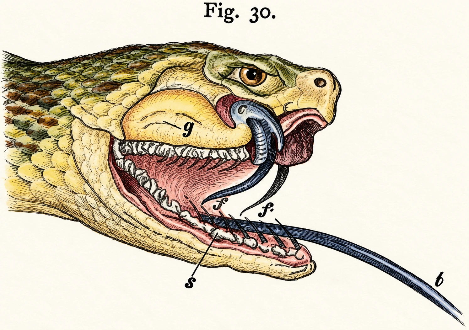 Illustration