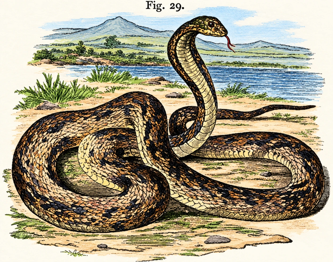 The Cobra di Capello. (From Gosse.) The mouth being closed, the poison fangs cannot be seen, tongue is perfectly harmless. The