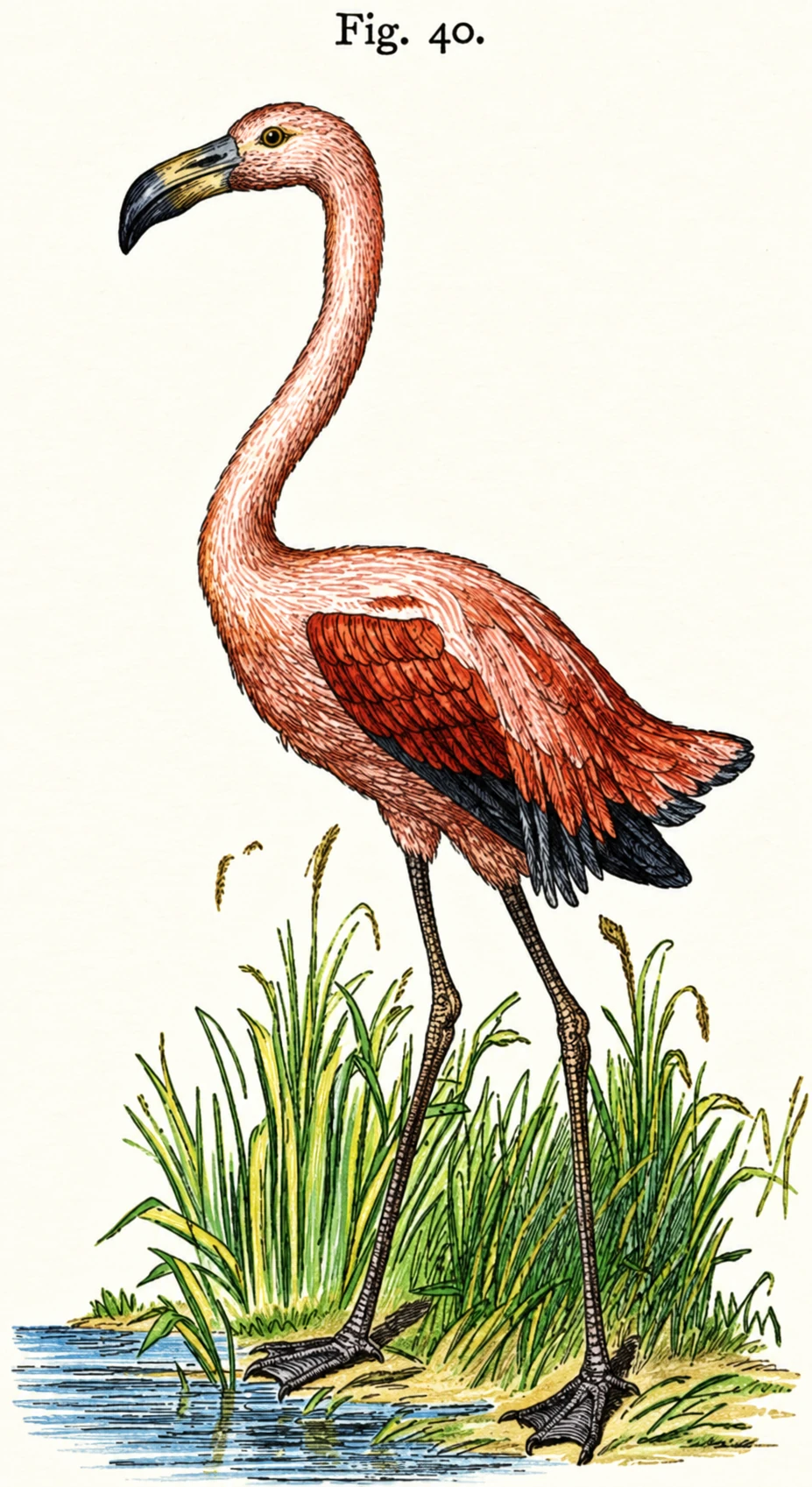 The Flamingo. A duck-billed and web-footed bird among the waders.