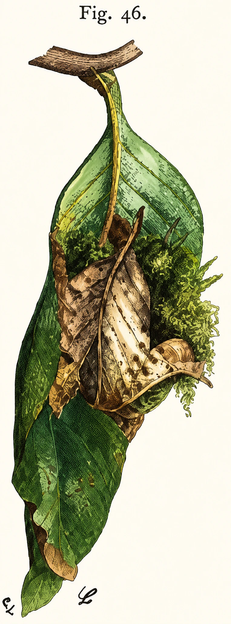 Illustration